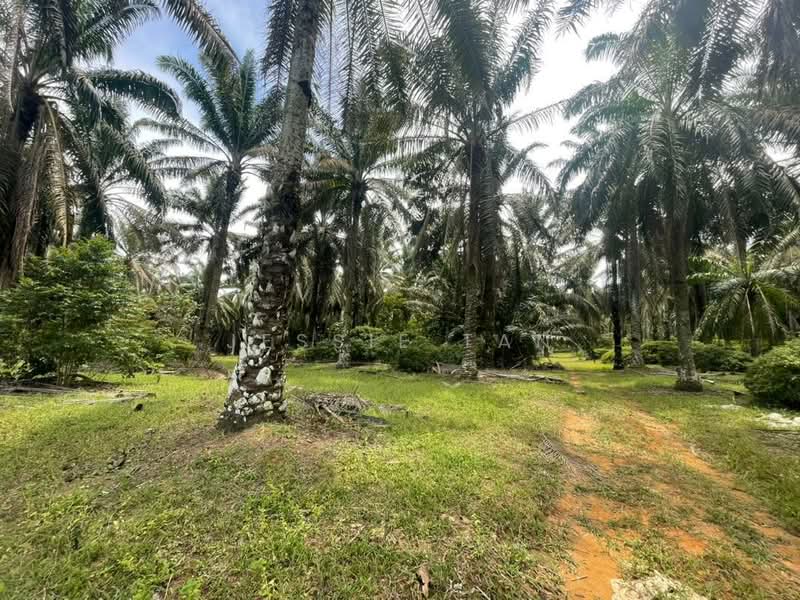 Agricultural Land for Sale in Kulai (Johor) - Jessie Tan - Garden - PropertyGuru.com.my