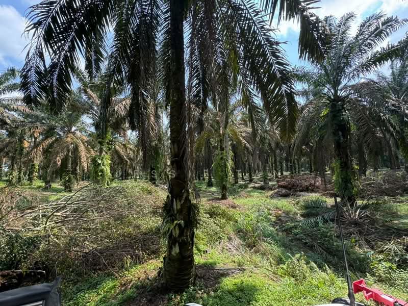 Agricultural Land for Sale in Kulai (Johor) - Jessie Tan - Exterior - PropertyGuru.com.my