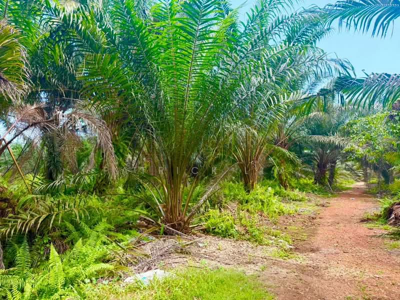 Tanah Pertanian untuk Dijual di Pontian (Johor) - Patrick Lim - PropertyGuru.com.my
