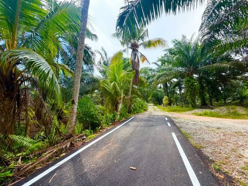 Tanah Pertanian untuk Dijual di Pontian (Johor) - Patrick Lim - PropertyGuru.com.my