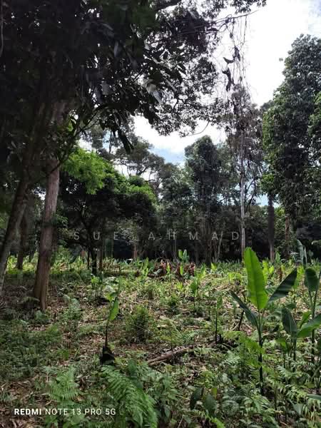 Agricultural Land for Sale in Slim River (Perak) - Sue Ahmad - Garden - PropertyGuru.com.my