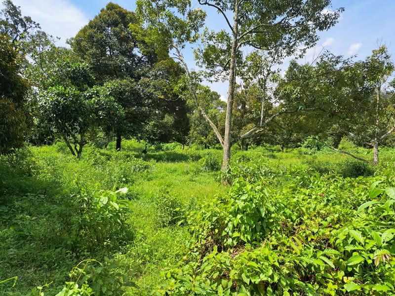 Tanah Pertanian untuk Dijual di Mantin (Negeri Sembilan) - Rena Rahman - Garden - PropertyGuru.com.my