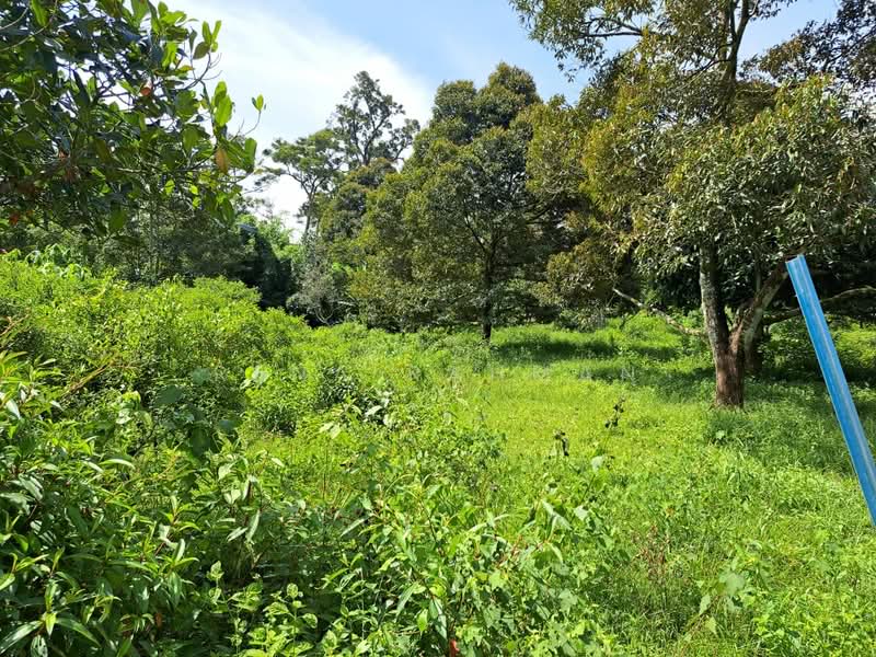 Tanah Pertanian untuk Dijual di Mantin (Negeri Sembilan) - Rena Rahman - Garden - PropertyGuru.com.my