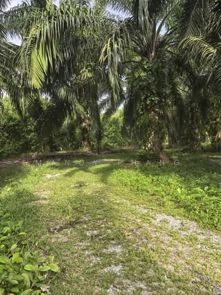 Agricultural Land for Sale in Bercham (Ipoh) - Mandy Phang - Garden - PropertyGuru.com.my