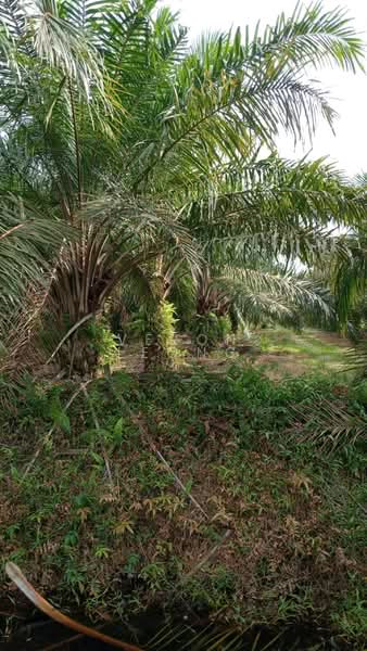 Tanah Pertanian untuk Dijual di Tanjung Karang (Selangor) - Veron Leong - Garden - PropertyGuru.com.my