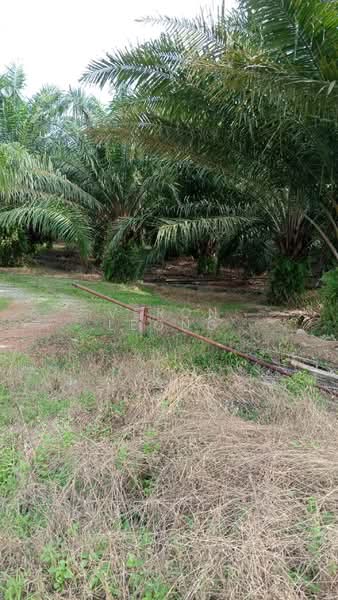 Tanah Pertanian untuk Dijual di Tanjung Karang (Selangor) - Veron Leong - Exterior - PropertyGuru.com.my