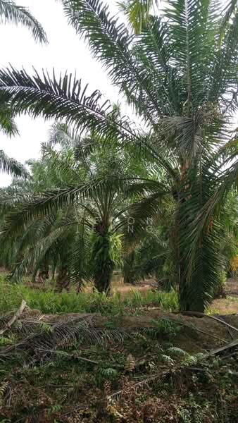 Tanah Pertanian untuk Dijual di Tanjung Karang (Selangor) - Veron Leong - PropertyGuru.com.my