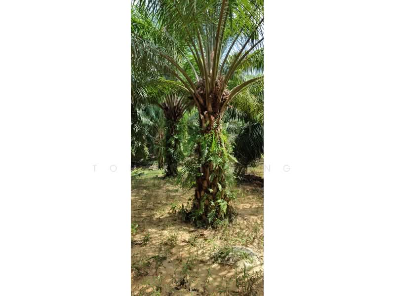 Tanah Pertanian untuk Dijual di Kuala Pilah (Negeri Sembilan) - Toh Kai Seng - PropertyGuru.com.my