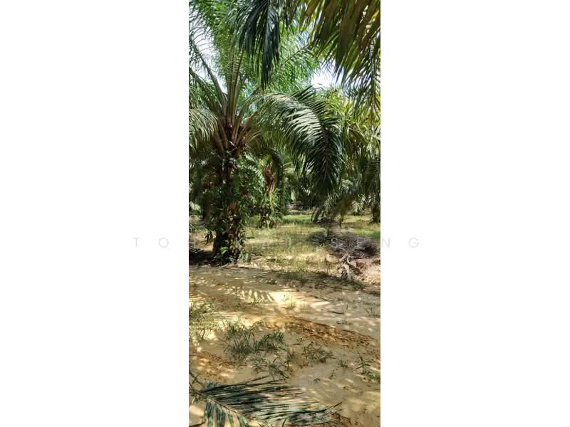 Tanah Pertanian untuk Dijual di Kuala Pilah (Negeri Sembilan) - Toh Kai Seng - PropertyGuru.com.my