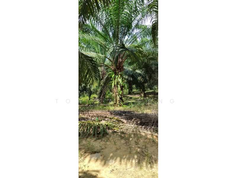 Tanah Pertanian untuk Dijual di Kuala Pilah (Negeri Sembilan) - Toh Kai Seng - PropertyGuru.com.my