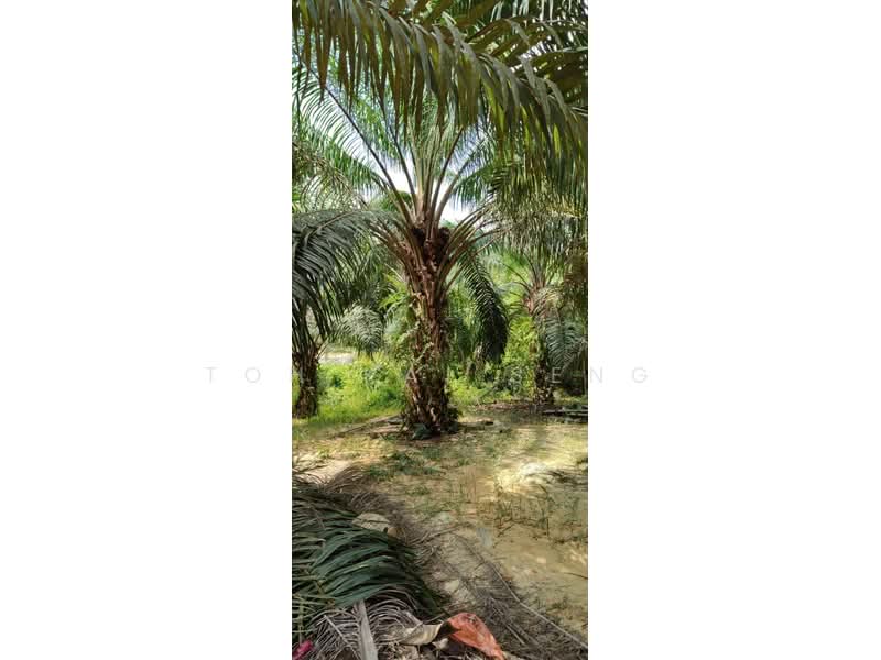 Tanah Pertanian untuk Dijual di Kuala Pilah (Negeri Sembilan) - Toh Kai Seng - PropertyGuru.com.my