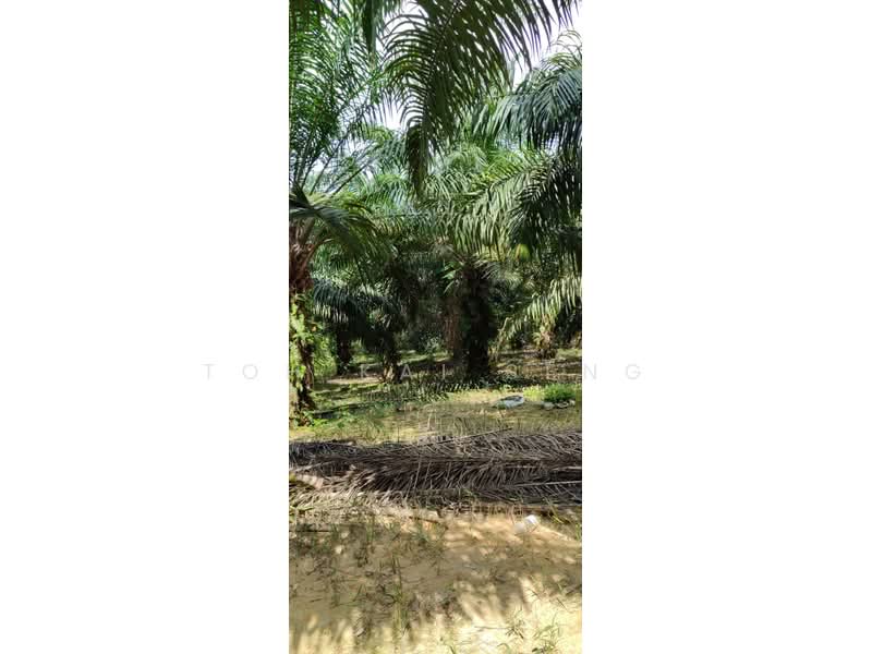 Tanah Pertanian untuk Dijual di Kuala Pilah (Negeri Sembilan) - Toh Kai Seng - PropertyGuru.com.my
