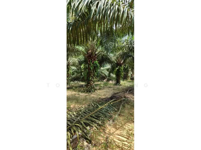 Tanah Pertanian untuk Dijual di Kuala Pilah (Negeri Sembilan) - Toh Kai Seng - PropertyGuru.com.my