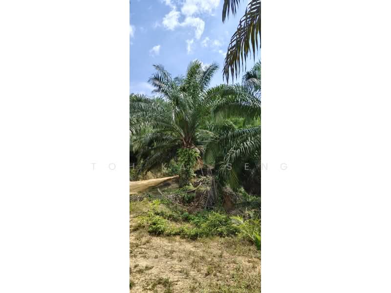 Tanah Pertanian untuk Dijual di Kuala Pilah (Negeri Sembilan) - Toh Kai Seng - PropertyGuru.com.my