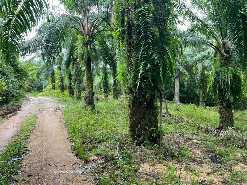 Tanah Pertanian untuk Dijual di Kuala Pilah (Negeri Sembilan) - Toh Kai Seng - PropertyGuru.com.my