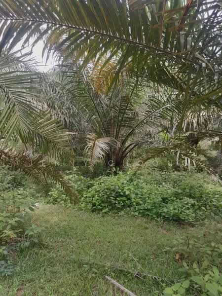 Agricultural Land for Sale in Temerloh (Pahang) - Jenny Choong - Garden - PropertyGuru.com.my