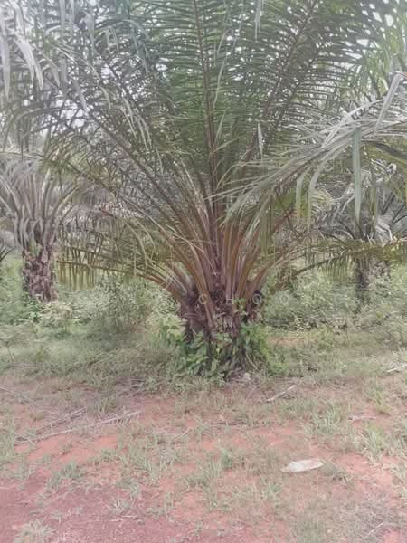 Agricultural Land for Sale in Temerloh (Pahang) - Jenny Choong - Exterior - PropertyGuru.com.my