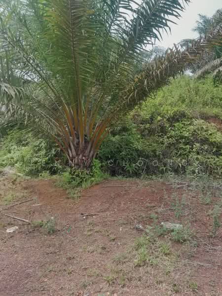 Agricultural Land for Sale in Temerloh (Pahang) - Jenny Choong - Exterior - PropertyGuru.com.my