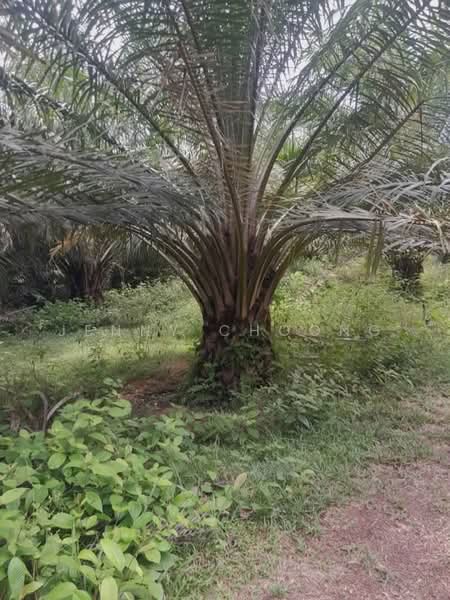 Agricultural Land for Sale in Temerloh (Pahang) - Jenny Choong - Garden - PropertyGuru.com.my