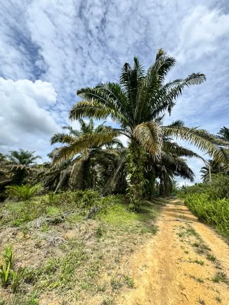 Tanah Pertanian untuk Dijual di Machap (Kluang) - Lau Ee Xuan - PropertyGuru.com.my