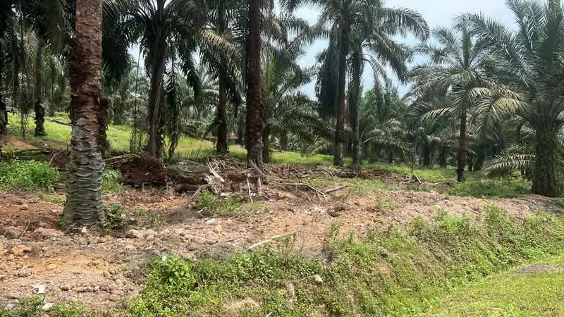 Tanah Pertanian untuk Dijual di Batu Pahat (Johor) - Yee Choi Hong - Exterior - PropertyGuru.com.my
