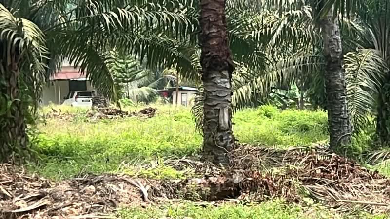 Tanah Pertanian untuk Dijual di Batu Pahat (Johor) - Yee Choi Hong - Exterior - PropertyGuru.com.my