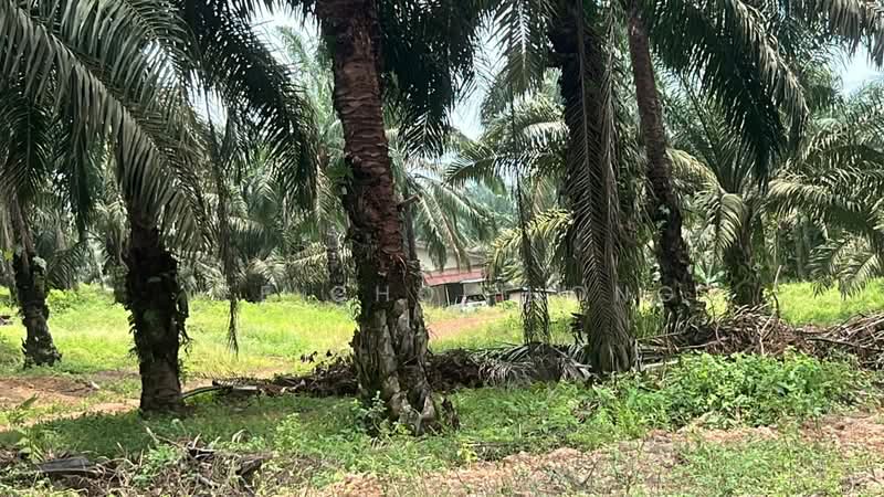 Tanah Pertanian untuk Dijual di Batu Pahat (Johor) - Yee Choi Hong - Exterior - PropertyGuru.com.my