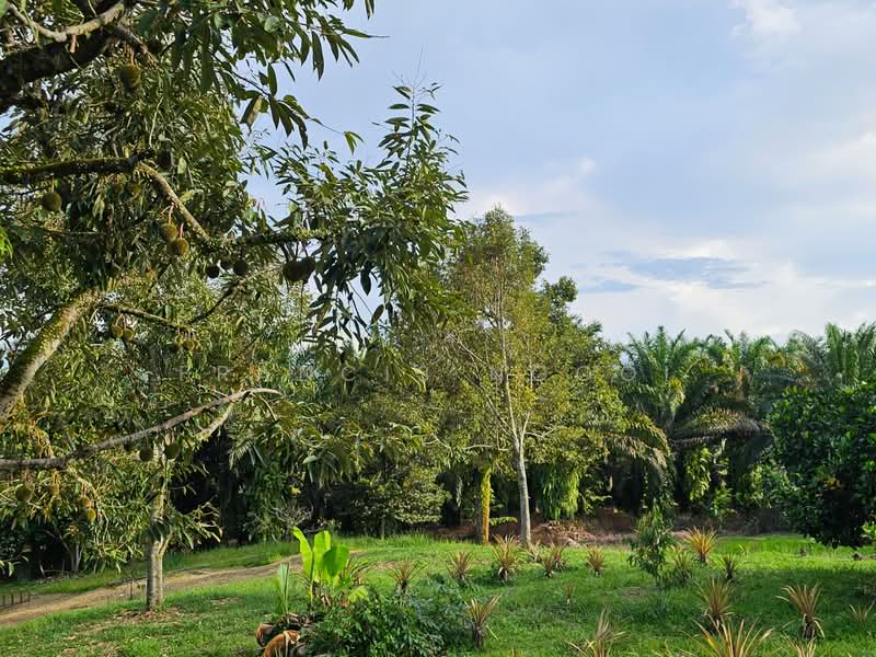Agricultural Land for Sale in Karak (Pahang) - Francis Ngooi - PropertyGuru.com.my