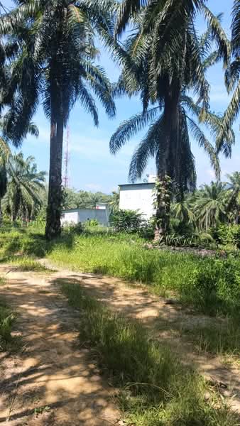 Agricultural Land for Sale in Kuala Kangsar (Perak) - Ken Lai - Small road to Rubber Estate - PropertyGuru.com.my