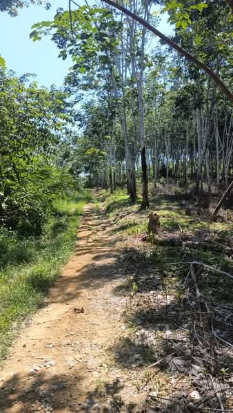 Agricultural Land for Sale in Kuala Kangsar (Perak) - Ken Lai - Road to Rubber Estate - PropertyGuru.com.my