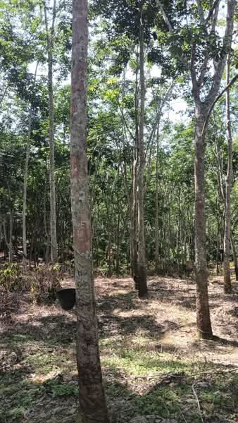 Agricultural Land for Sale in Kuala Kangsar (Perak) - Ken Lai - Rubber Tree - PropertyGuru.com.my