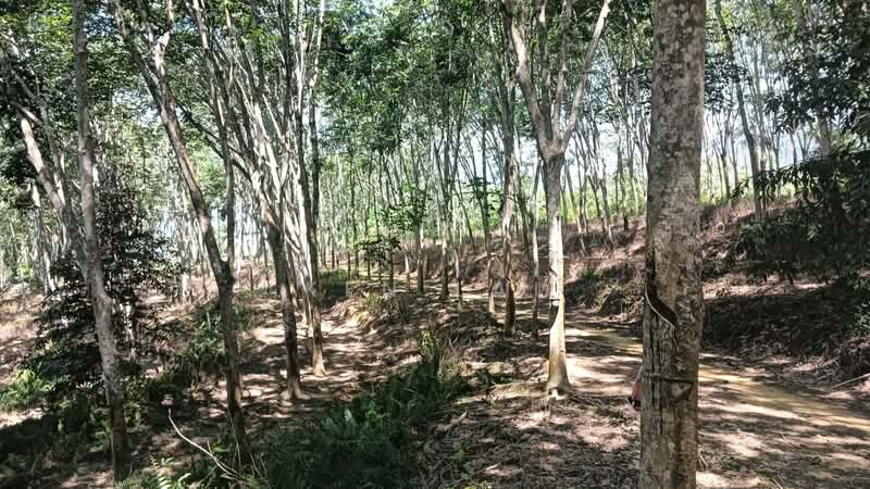 Agricultural Land for Sale in Kuala Kangsar (Perak) - Ken Lai - Rubber Tree - PropertyGuru.com.my