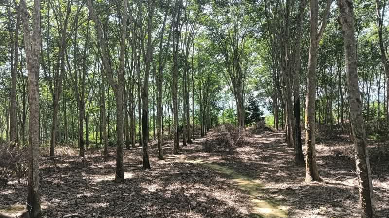 Agricultural Land for Sale in Kuala Kangsar (Perak) - Ken Lai - Rubber Tree - PropertyGuru.com.my