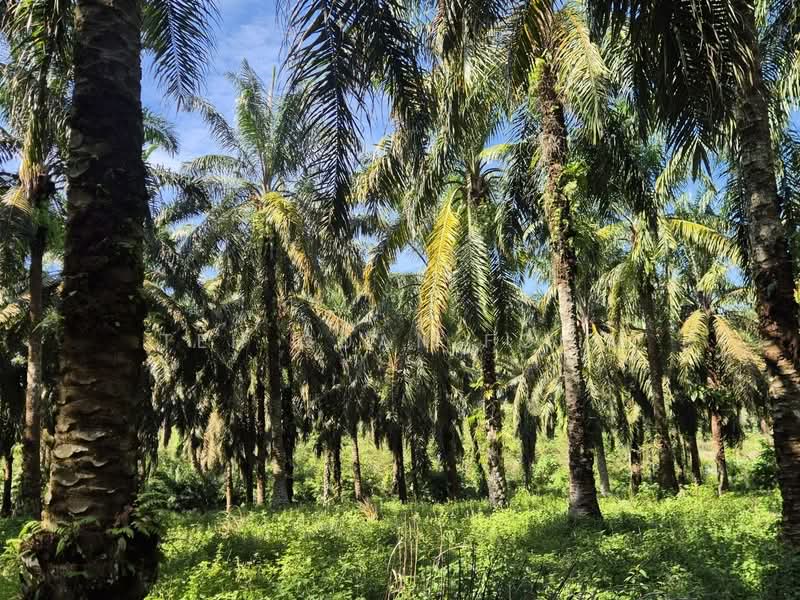 Agricultural Land for Sale in Selama (Perak) - Teh Guan Fong - Exterior - PropertyGuru.com.my