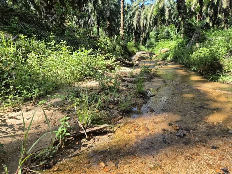 Agricultural Land for Sale in Selama (Perak) - Teh Guan Fong - Garden - PropertyGuru.com.my