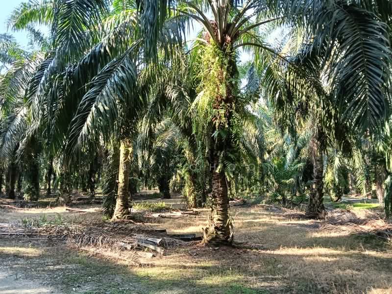 Agricultural Land for Sale in Teluk Intan (Perak) - Jenny Choong - Exterior - PropertyGuru.com.my