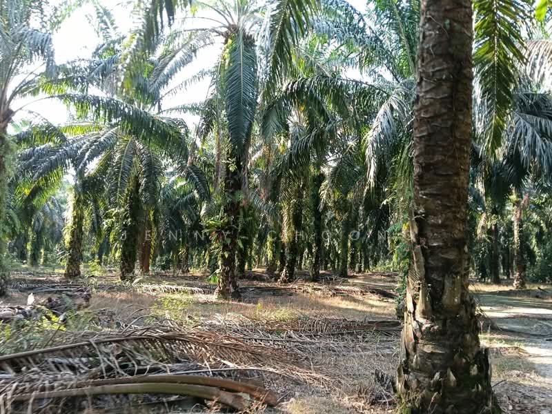 Agricultural Land for Sale in Teluk Intan (Perak) - Jenny Choong - Exterior - PropertyGuru.com.my