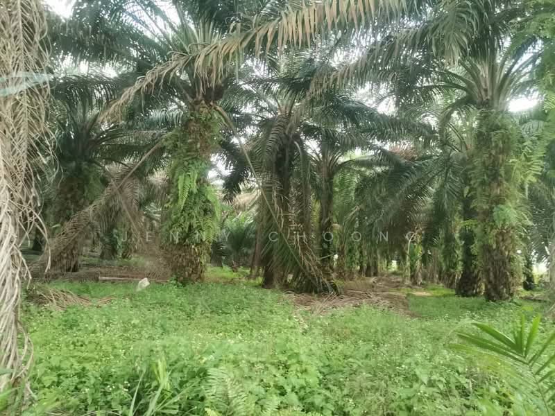 Agricultural Land for Sale in Teluk Intan (Perak) - Jenny Choong - Exterior - PropertyGuru.com.my