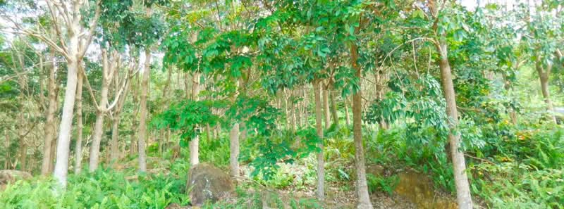 Agricultural Land for Sale in Kota Belud (Sabah) - Peggy Lim - PropertyGuru.com.my