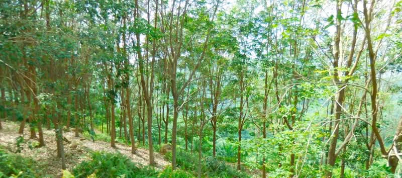Agricultural Land for Sale in Kota Belud (Sabah) - Peggy Lim - Exterior - PropertyGuru.com.my