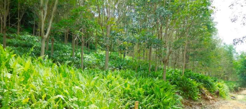 Agricultural Land for Sale in Kota Belud (Sabah) - Peggy Lim - Garden - PropertyGuru.com.my