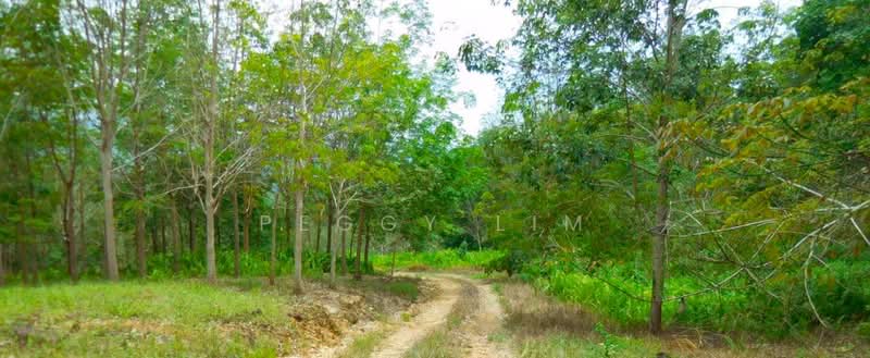 Agricultural Land for Sale in Kota Belud (Sabah) - Peggy Lim - Exterior - PropertyGuru.com.my