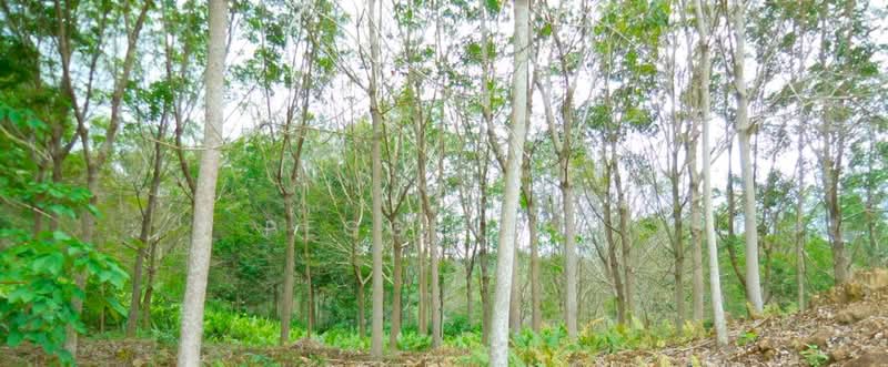 Agricultural Land for Sale in Kota Belud (Sabah) - Peggy Lim - Garden - PropertyGuru.com.my