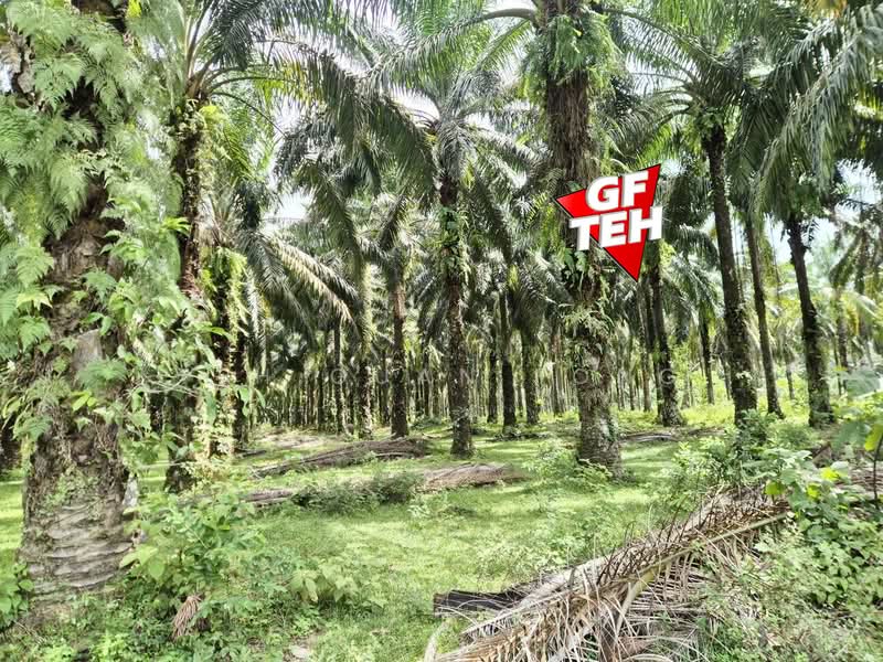 Agricultural Land for Sale in Selama (Perak) - Teh Guan Fong - Garden - PropertyGuru.com.my