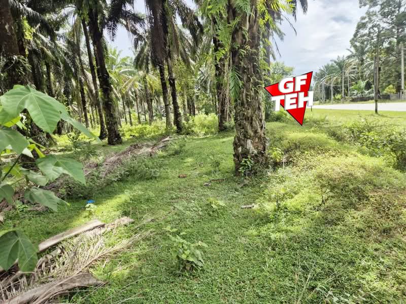 Agricultural Land for Sale in Selama (Perak) - Teh Guan Fong - Exterior - PropertyGuru.com.my