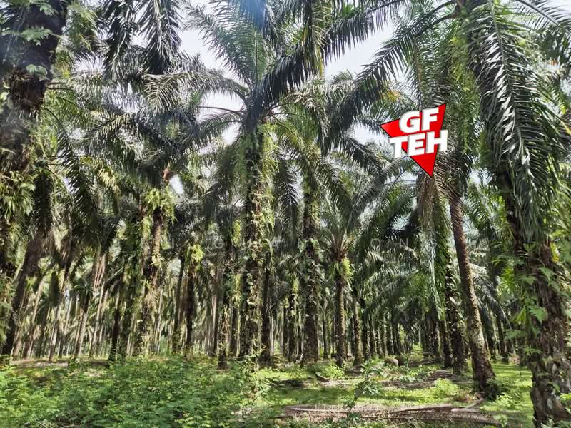 Agricultural Land for Sale in Selama (Perak) - Teh Guan Fong - Exterior - PropertyGuru.com.my