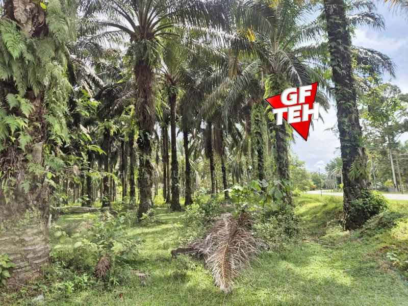 Agricultural Land for Sale in Selama (Perak) - Teh Guan Fong - Exterior - PropertyGuru.com.my