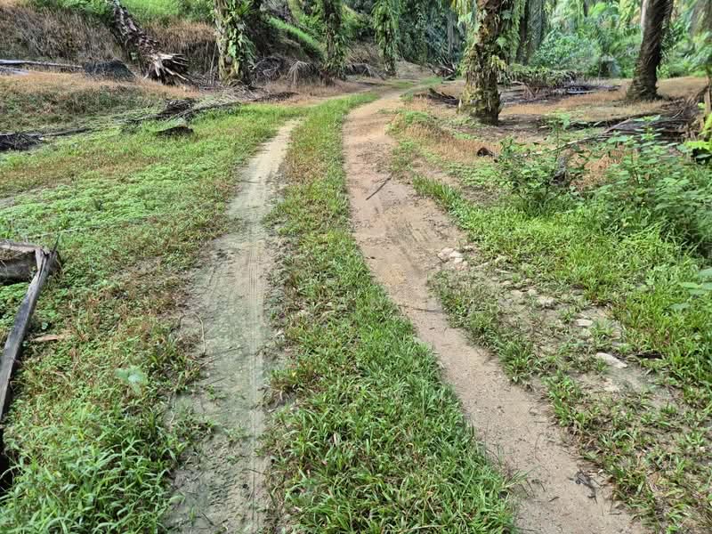 Agricultural Land for Sale in Serdang (Kedah) - Teh Guan Fong - Exterior - PropertyGuru.com.my