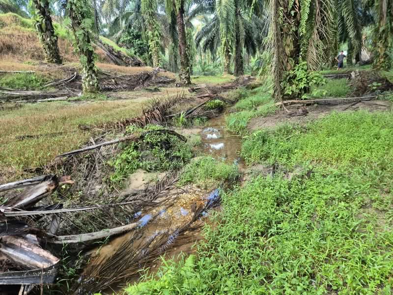 Agricultural Land for Sale in Serdang (Kedah) - Teh Guan Fong - PropertyGuru.com.my
