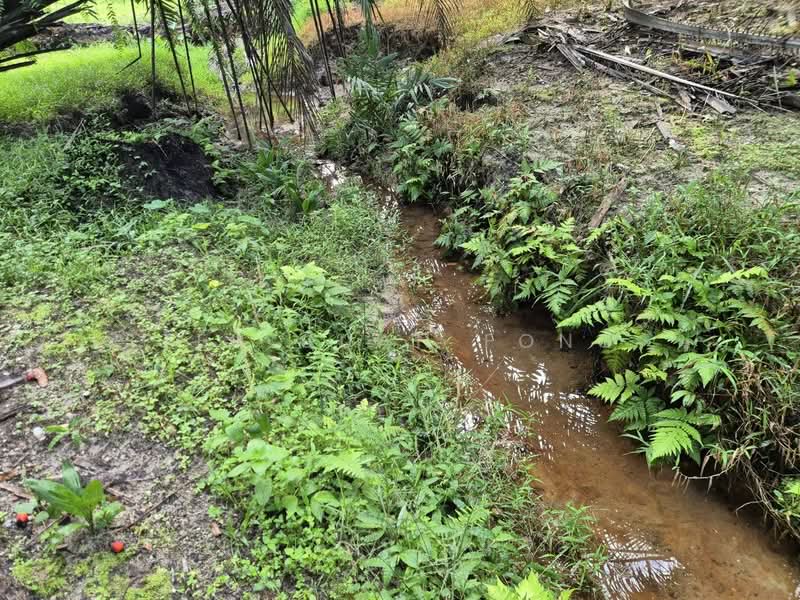 Agricultural Land for Sale in Serdang (Kedah) - Teh Guan Fong - Exterior - PropertyGuru.com.my